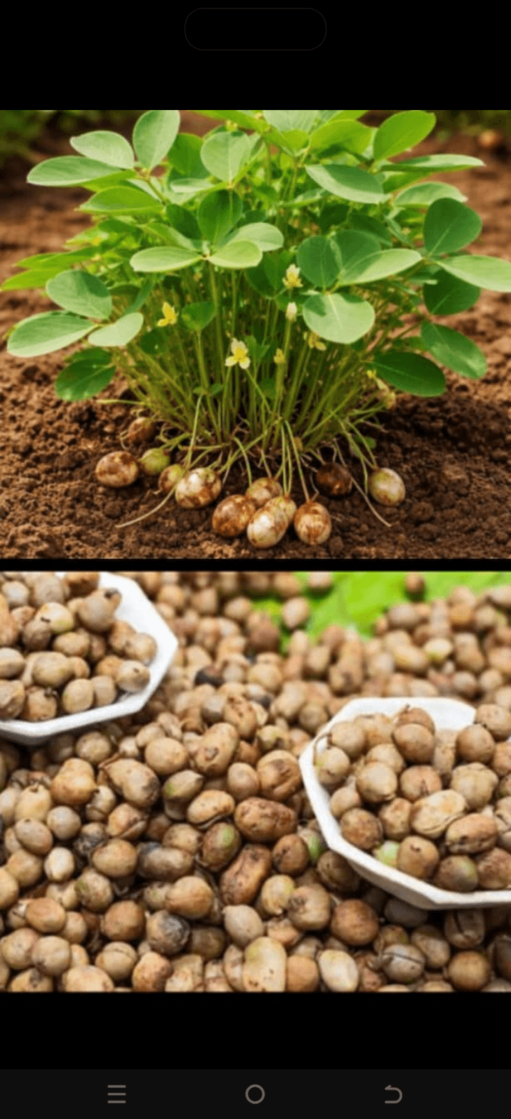 Bambara Nut: An African Food That Deserves Our Recognition