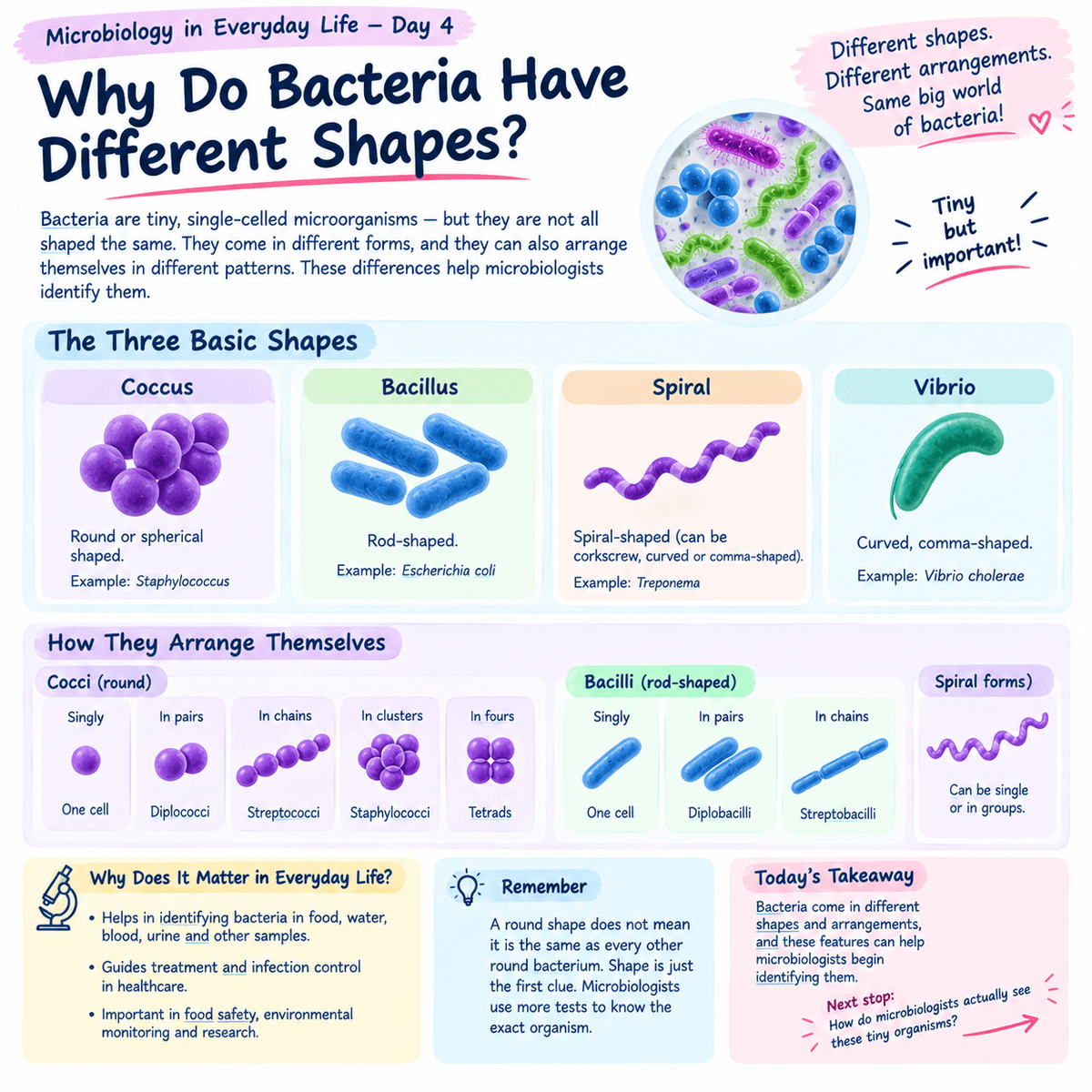 Microbiology in Everyday Life — Day 4 Why Do Bacteria Have Different Shapes?