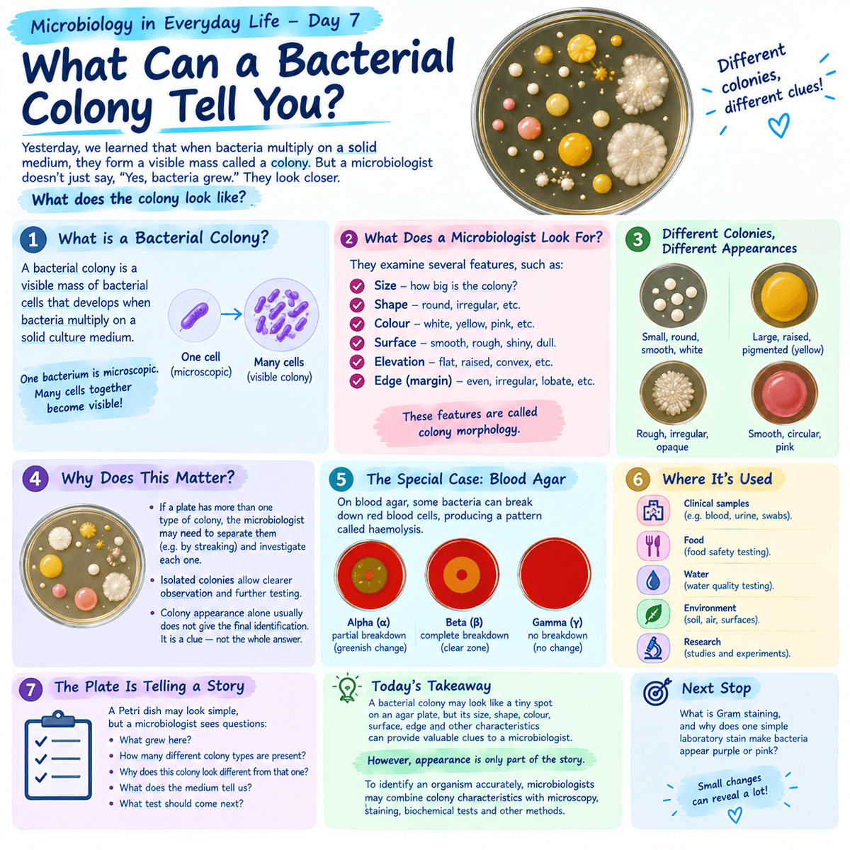 Microbiology in Everyday Life — Day 7 What Can a Bacterial Colony Tell You?