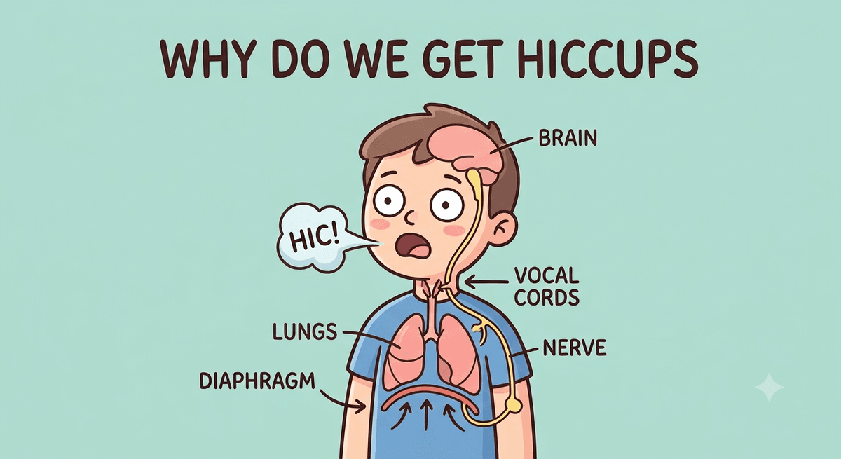 Why Do We Get Hiccups?